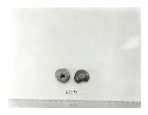 Click for 1 image(s) for this accession. FRUIT